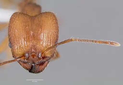 Pheidole decollata specimen CASENT0420757 image casent0420757_2