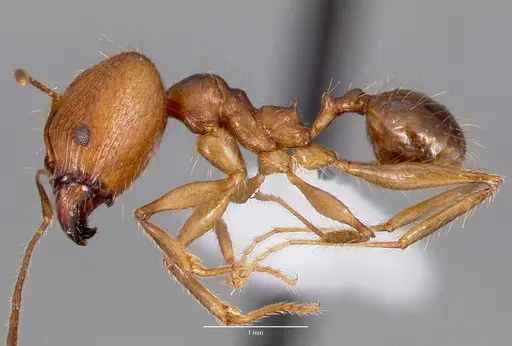 Pheidole decollata specimen CASENT0420757 image casent0420757_3