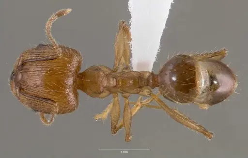 Pheidole decollata specimen CASENT0421023 image casent0421023_1