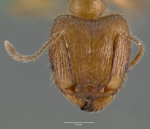 Pheidole decollata specimen CASENT0421023 image casent0421023_2