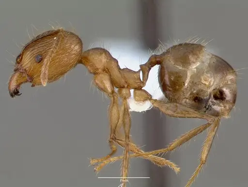 Pheidole decollata specimen CASENT0421023 image casent0421023_3