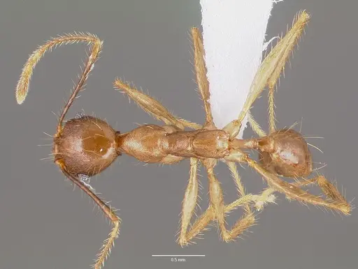 Pheidole decollata specimen CASENT0421029 image casent0421029_1