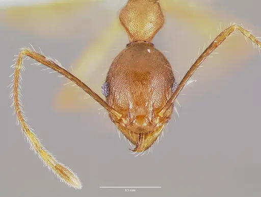 Pheidole decollata specimen CASENT0421029 image casent0421029_2