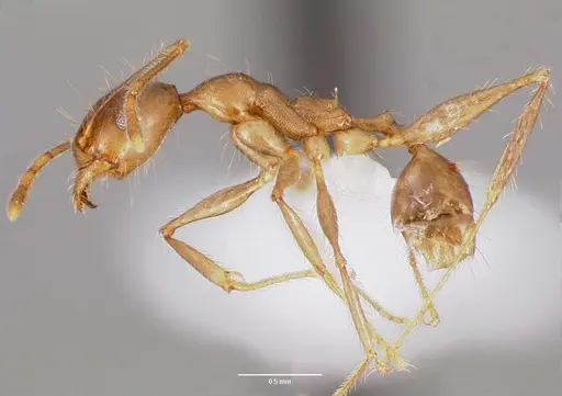Pheidole decollata specimen CASENT0421029 image casent0421029_3