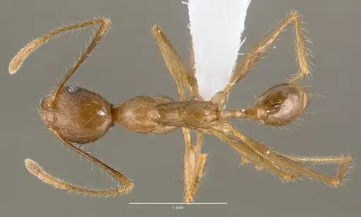 Pheidole decollata specimen CASENT0421030 image casent0421030_1