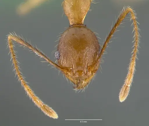 Pheidole decollata specimen CASENT0421030 image casent0421030_2