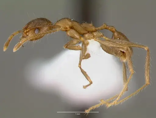 Pheidole decollata specimen CASENT0421030 image casent0421030_3
