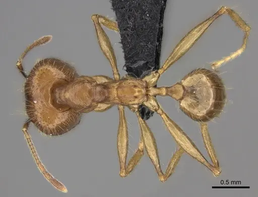 Pheidole decollata specimen CASENT0498065 image casent0498065_1