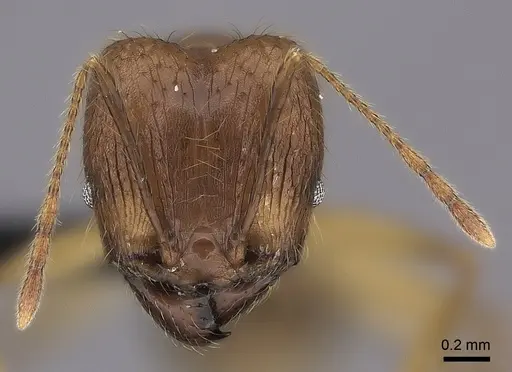 Pheidole decollata specimen CASENT0498065 image casent0498065_2