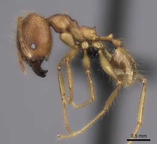 Pheidole decollata specimen CASENT0498065 image casent0498065_3