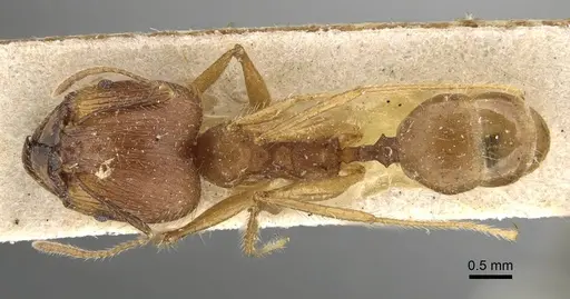 Pheidole decollata specimen CASENT0922177 image casent0922177_1