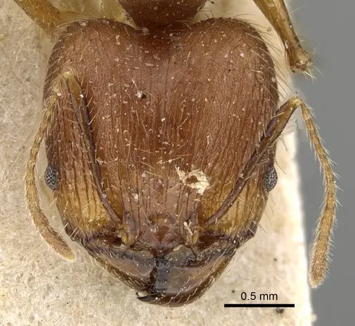 Pheidole decollata specimen CASENT0922177 image casent0922177_2