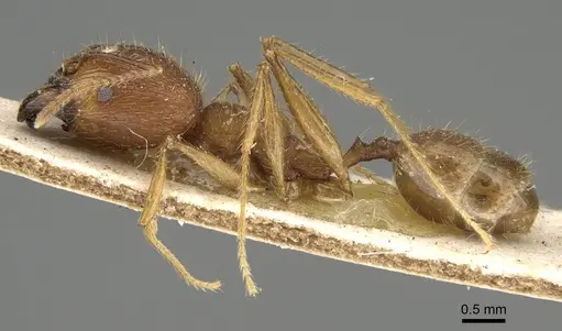 Pheidole decollata specimen CASENT0922177 image casent0922177_3