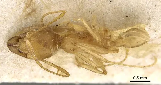 Pheidole decollata specimen CASENT0922178 image casent0922178_1