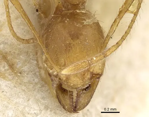 Pheidole decollata specimen CASENT0922178 image casent0922178_2