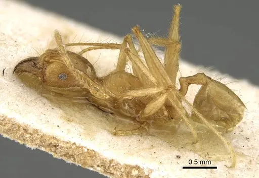 Pheidole decollata specimen CASENT0922178 image casent0922178_3