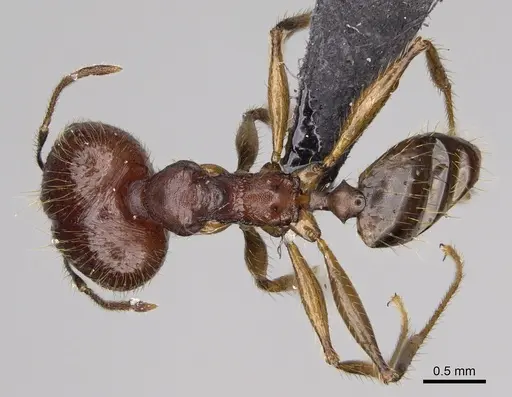 Pheidole decollata specimen CASENT0923265 image casent0923265_1