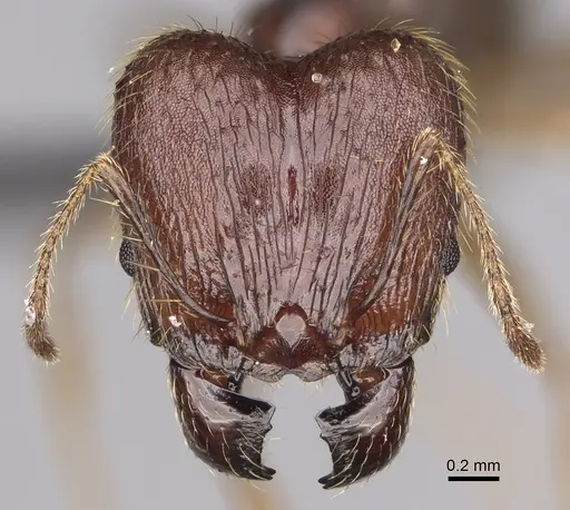 Pheidole decollata specimen CASENT0923265 image casent0923265_2