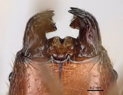 Pheidole decollata specimen CASENT0923265 image casent0923265_3