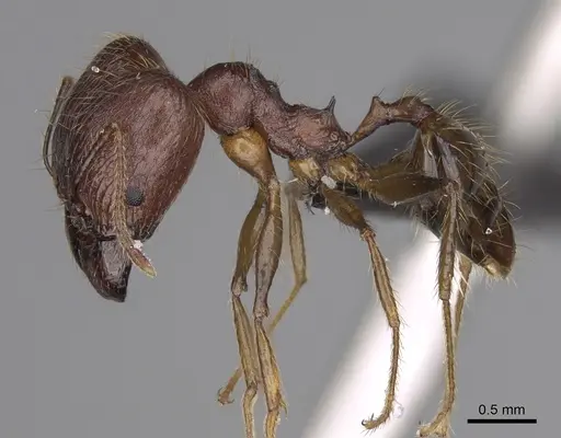 Pheidole decollata specimen CASENT0923265 image casent0923265_4