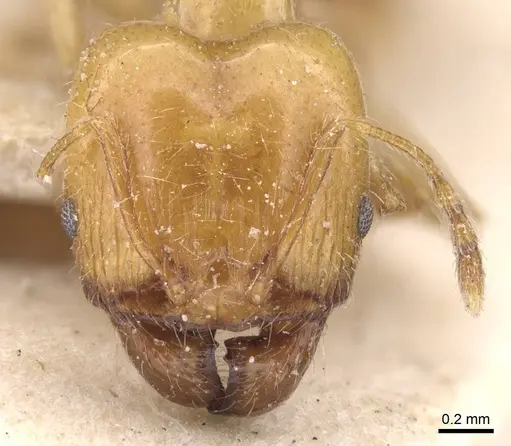 Pheidole defecta specimen CASENT0913303 image casent0913303_2