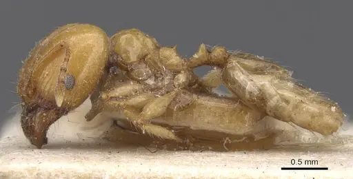 Pheidole defecta specimen CASENT0913303 image casent0913303_3