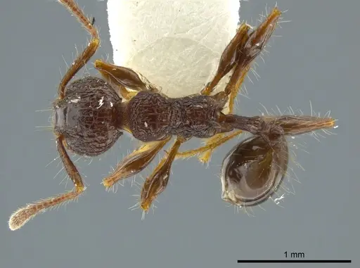 Pheidole deima specimen CASENT0627924 image casent0627924_1