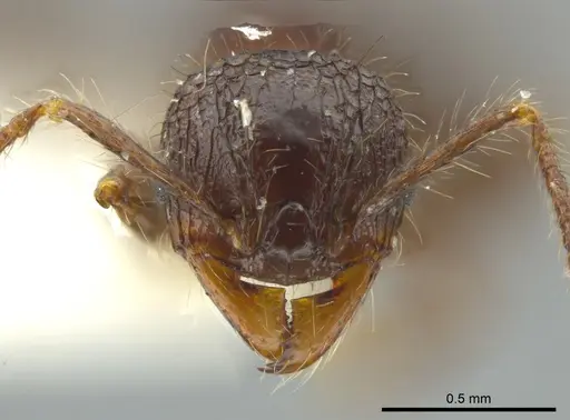 Pheidole deima specimen CASENT0627924 image casent0627924_2