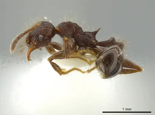 Pheidole deima specimen CASENT0627924 image casent0627924_3