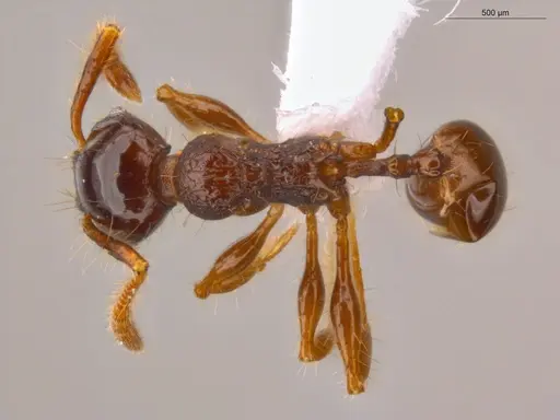 Pheidole deima specimen ECOFOG-CSG15-0056-10 image ecofog-csg15-0056-10_1