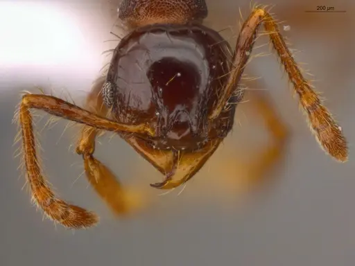 Pheidole deima specimen ECOFOG-CSG15-0056-10 image ecofog-csg15-0056-10_2