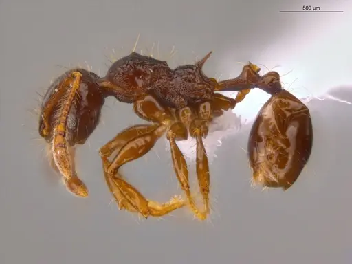 Pheidole deima specimen ECOFOG-CSG15-0056-10 image ecofog-csg15-0056-10_3