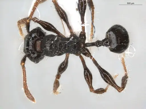 Pheidole deima specimen ECOFOG-GRS21-0039-01 image ecofog-grs21-0039-01_1