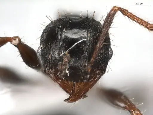 Pheidole deima specimen ECOFOG-GRS21-0039-01 image ecofog-grs21-0039-01_2