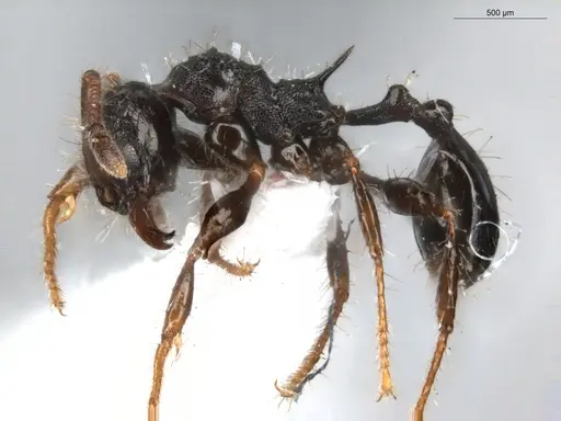 Pheidole deima specimen ECOFOG-GRS21-0039-01 image ecofog-grs21-0039-01_3