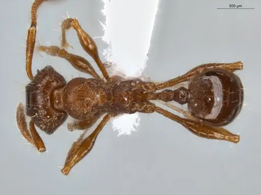 Pheidole deima specimen ECOFOG-MI15-0373-16 image ecofog-mi15-0373-16_1
