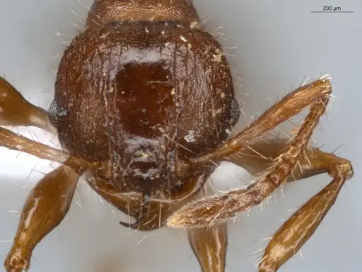 Pheidole deima specimen ECOFOG-MI15-0373-16 image ecofog-mi15-0373-16_2