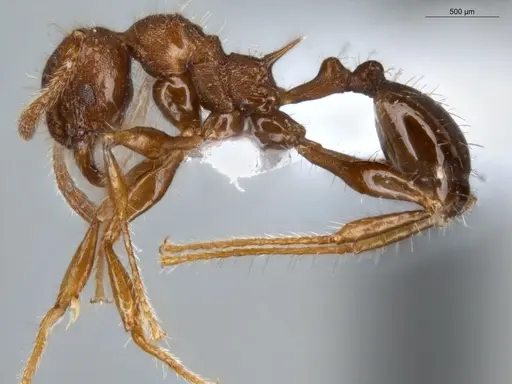 Pheidole deima specimen ECOFOG-MI15-0373-16 image ecofog-mi15-0373-16_3
