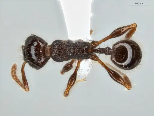 Pheidole deima specimen ECOFOG-TR13-0001-12 image ecofog-tr13-0001-12_1
