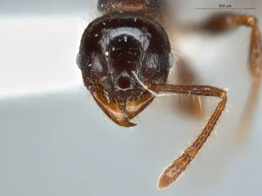 Pheidole deima specimen ECOFOG-TR13-0001-12 image ecofog-tr13-0001-12_2