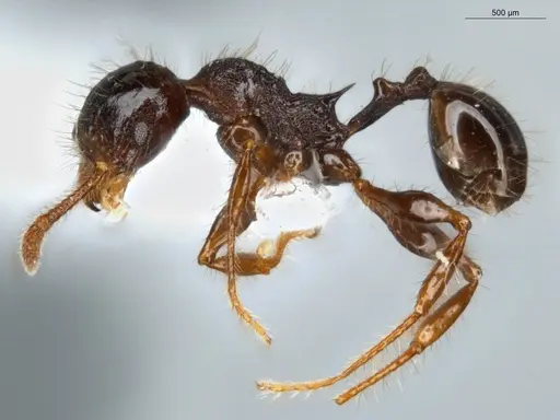 Pheidole deima specimen ECOFOG-TR13-0001-12 image ecofog-tr13-0001-12_3