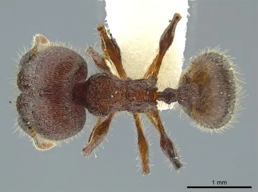Pheidole deima specimen JTLC000016361 image jtlc000016361_1