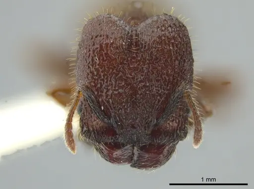 Pheidole deima specimen JTLC000016361 image jtlc000016361_2