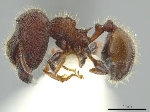 Pheidole deima specimen JTLC000016361 image jtlc000016361_3