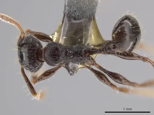 Pheidole deima specimen USNMENT00688276 image usnment00688276_1