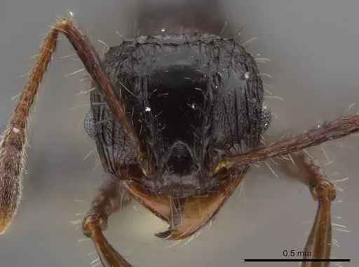 Pheidole deima specimen USNMENT00688276 image usnment00688276_2