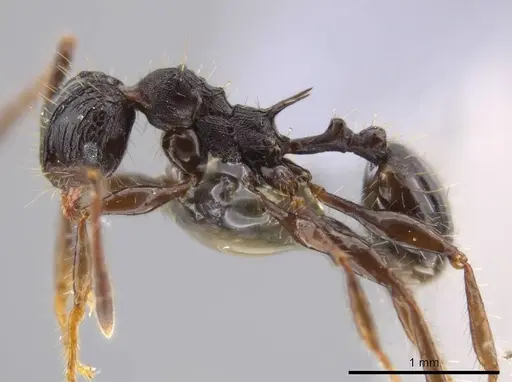 Pheidole deima specimen USNMENT00688276 image usnment00688276_3