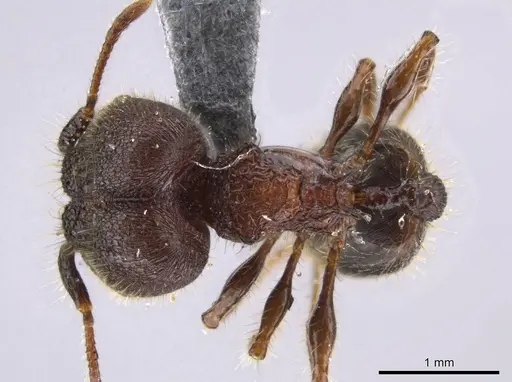 Pheidole deima specimen USNMENT00692950 image usnment00692950_1