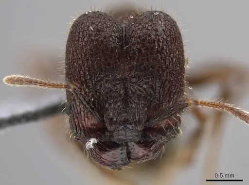 Pheidole deima specimen USNMENT00692950 image usnment00692950_2