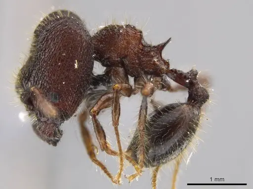 Pheidole deima specimen USNMENT00692950 image usnment00692950_3